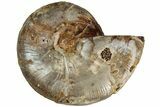Jurassic Cut & Polished Ammonite Fossil (Half)- Madagascar #215993-1
